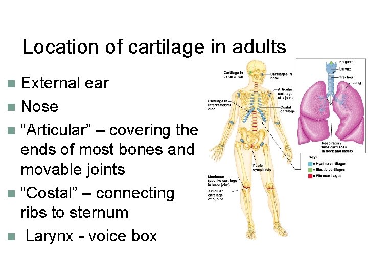 Location of cartilage in adults External ear n Nose n “Articular” – covering the