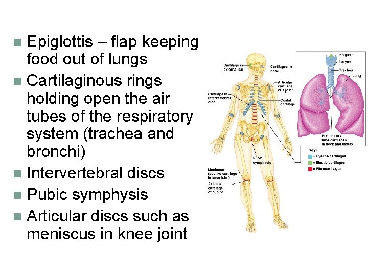 Epiglottis – flap keeping food out of lungs n Cartilaginous rings holding open the