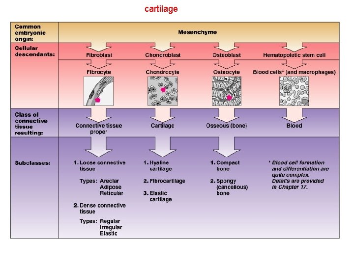 cartilage 