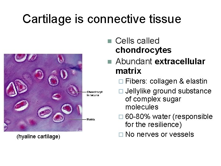 Cartilage is connective tissue n n Cells called chondrocytes Abundant extracellular matrix ¨ Fibers: