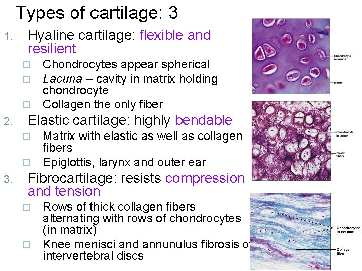 Types of cartilage: 3 1. Hyaline cartilage: flexible and resilient ¨ ¨ ¨ 2.