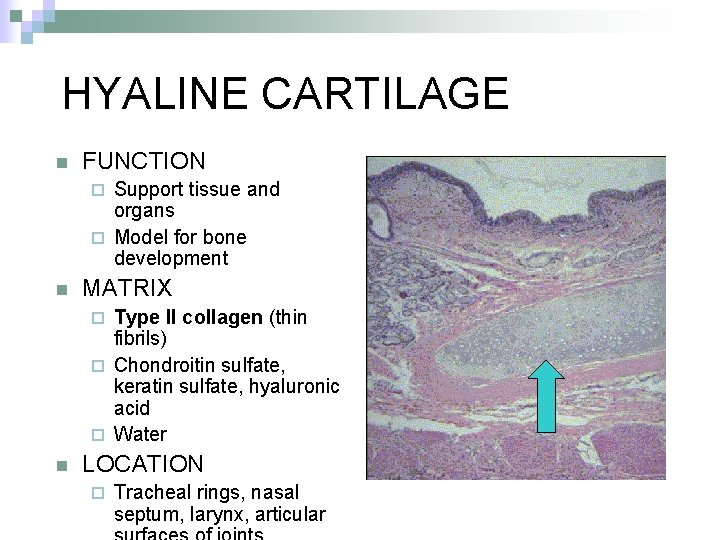 HYALINE CARTILAGE n FUNCTION Support tissue and organs ¨ Model for bone development ¨