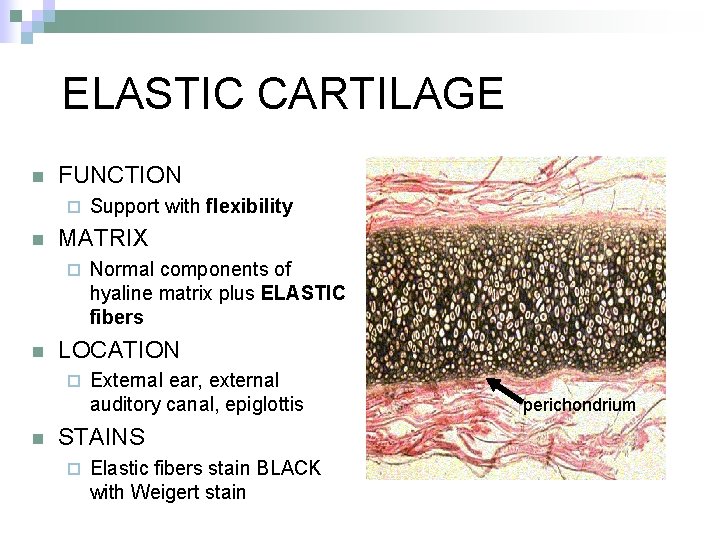 ELASTIC CARTILAGE n FUNCTION ¨ n MATRIX ¨ n Normal components of hyaline matrix
