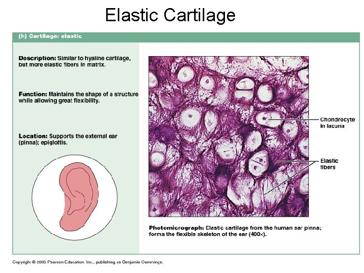 Elastic Cartilage 