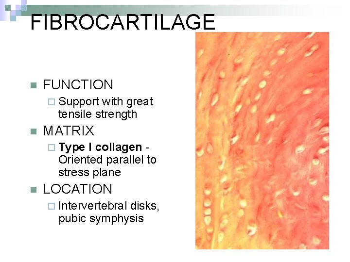 FIBROCARTILAGE n FUNCTION ¨ Support with great tensile strength n MATRIX ¨ Type I