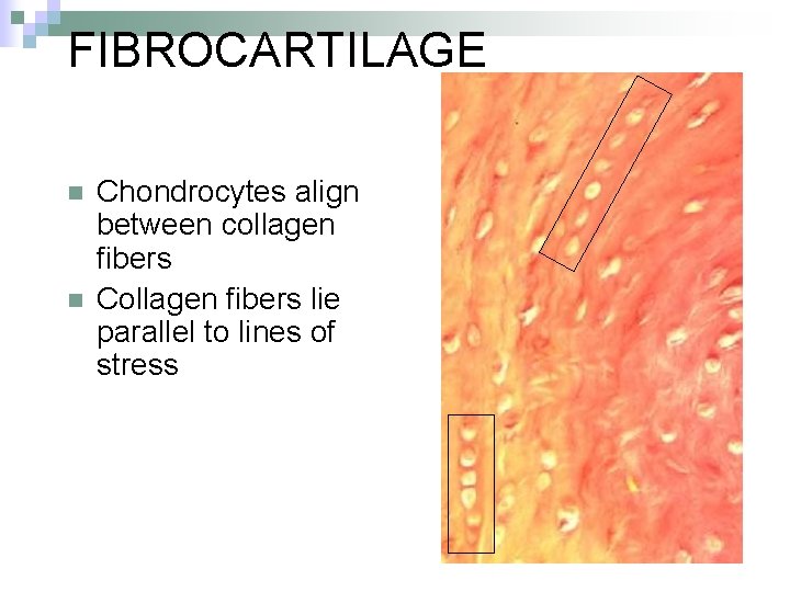 FIBROCARTILAGE n n Chondrocytes align between collagen fibers Collagen fibers lie parallel to lines