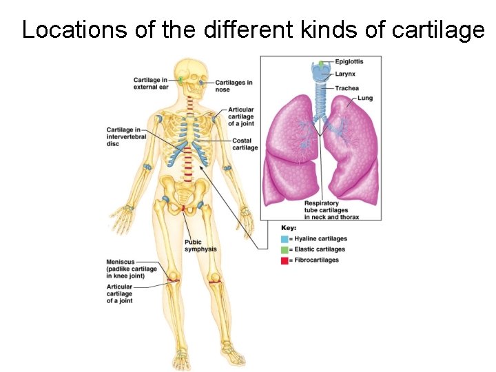 Locations of the different kinds of cartilage 