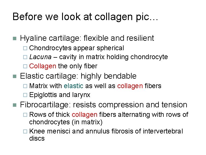 Before we look at collagen pic… n Hyaline cartilage: flexible and resilient ¨ Chondrocytes