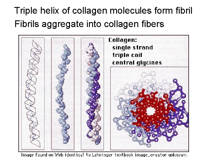 Triple helix of collagen molecules form fibril Fibrils aggregate into collagen fibers 