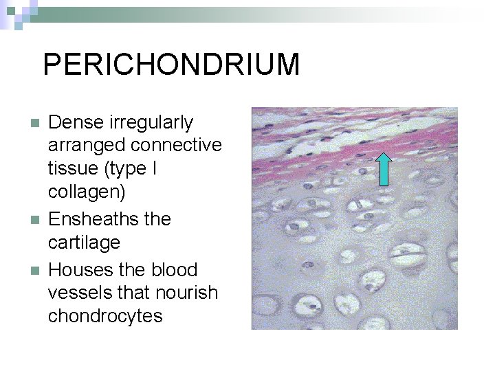 PERICHONDRIUM n n n Dense irregularly arranged connective tissue (type I collagen) Ensheaths the