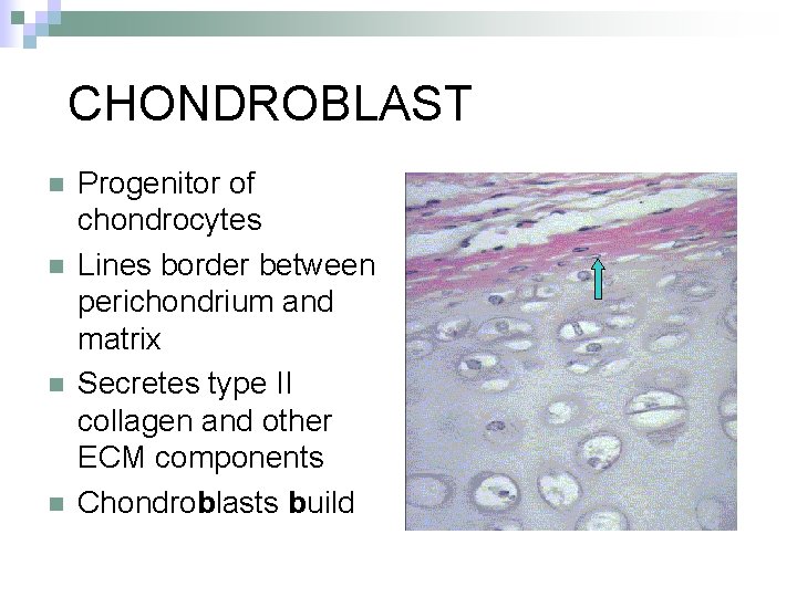 CHONDROBLAST n n Progenitor of chondrocytes Lines border between perichondrium and matrix Secretes type