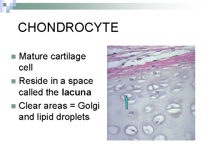 CHONDROCYTE Mature cartilage cell n Reside in a space called the lacuna n Clear