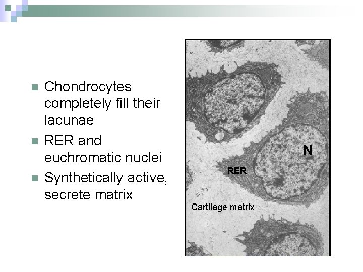 n n n Chondrocytes completely fill their lacunae RER and euchromatic nuclei Synthetically active,