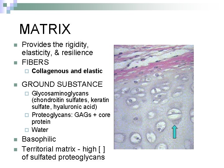 MATRIX n n Provides the rigidity, elasticity, & resilience FIBERS ¨ n Collagenous and