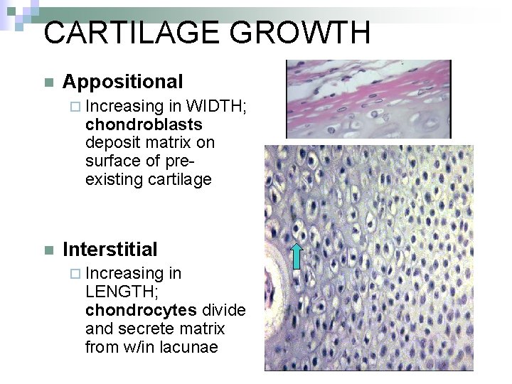 CARTILAGE GROWTH n Appositional ¨ Increasing in WIDTH; chondroblasts deposit matrix on surface of