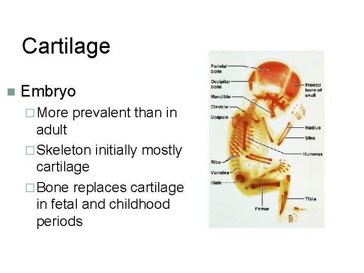 Cartilage n Embryo ¨ More prevalent than in adult ¨ Skeleton initially mostly cartilage