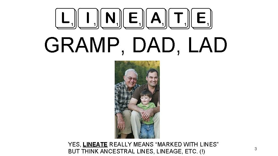 LINEATE GRAMP, DAD, LAD YES, LINEATE REALLY MEANS “MARKED WITH LINES” BUT THINK ANCESTRAL