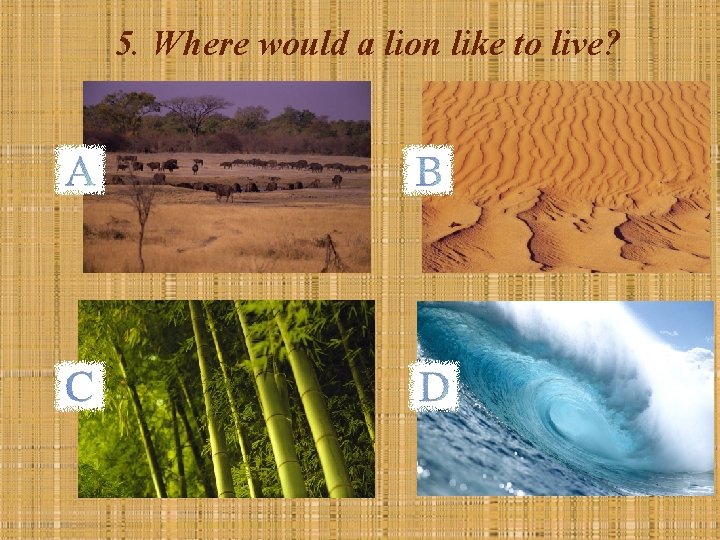 5. Where would a lion like to live? 