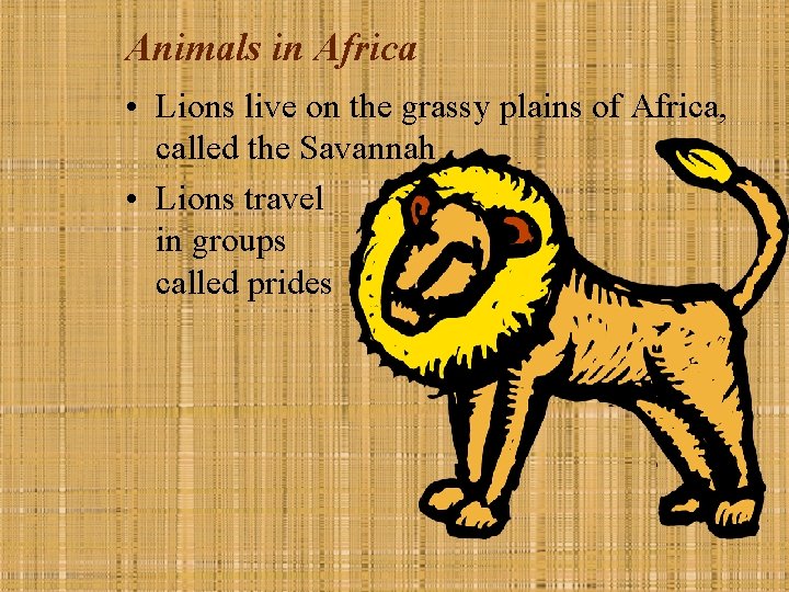 Animals in Africa • Lions live on the grassy plains of Africa, called the