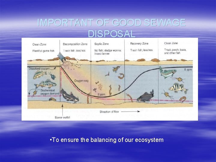 IMPORTANT OF GOOD SEWAGE DISPOSAL • To ensure the balancing of our ecosystem 