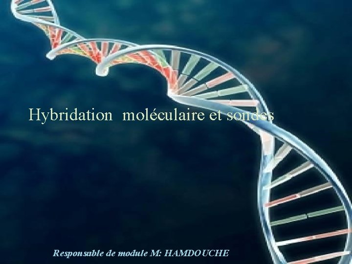 Hybridation moléculaire et sondes Responsable de module M: HAMDOUCHE 