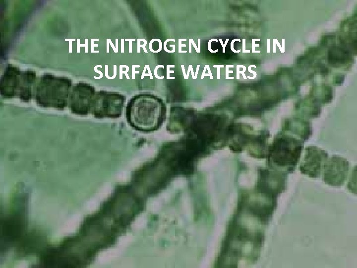 THE NITROGEN CYCLE IN SURFACE WATERS 