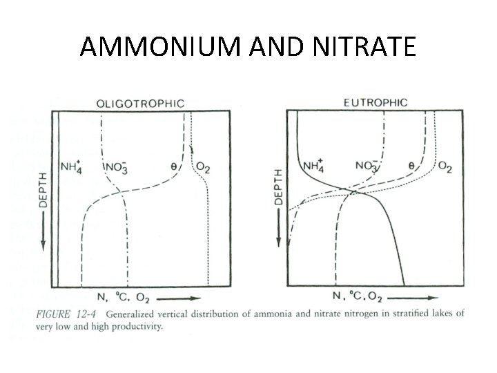 AMMONIUM AND NITRATE 
