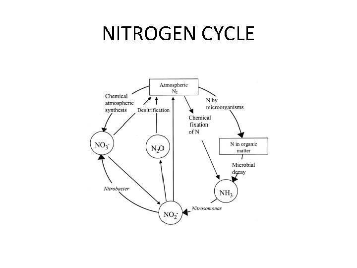 NITROGEN CYCLE 