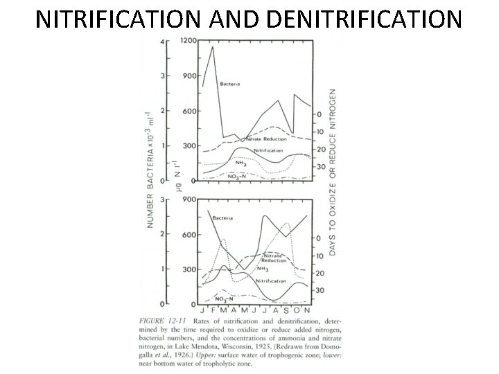 NITRIFICATION AND DENITRIFICATION 