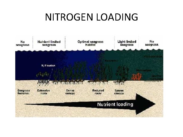 NITROGEN LOADING 