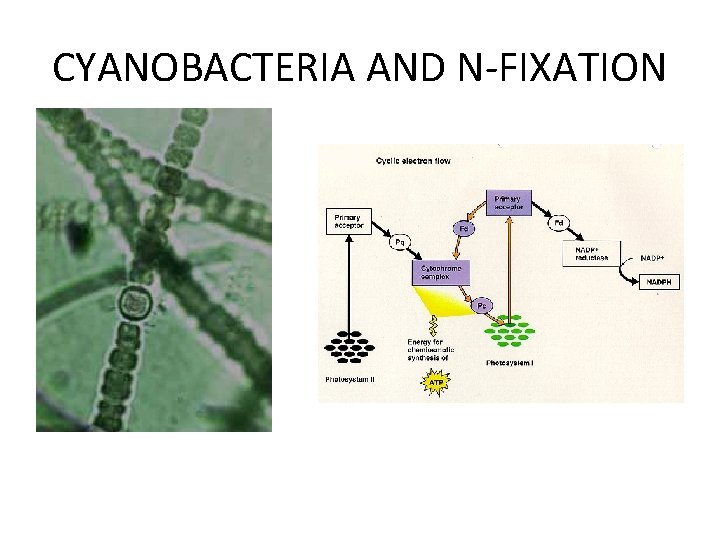 THE NITROGEN CYCLE IN SURFACE WATERS PHYTOPLANKTON ELEMENTAL