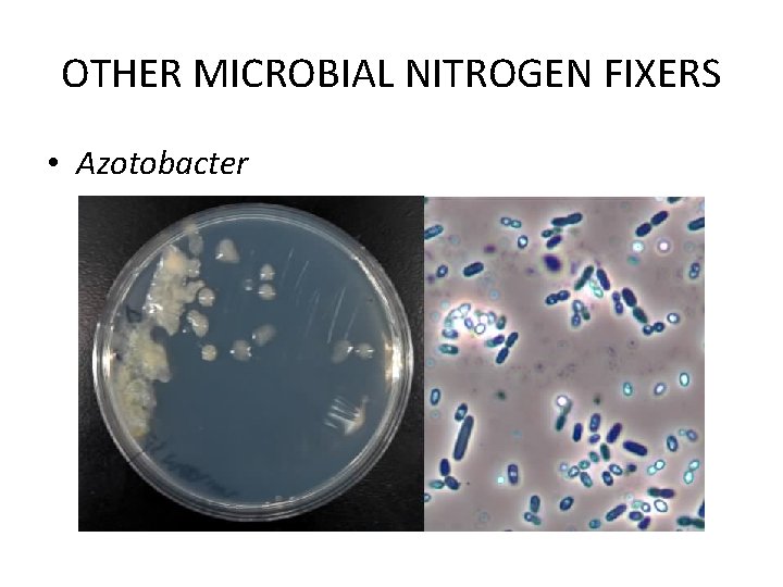 OTHER MICROBIAL NITROGEN FIXERS • Azotobacter 
