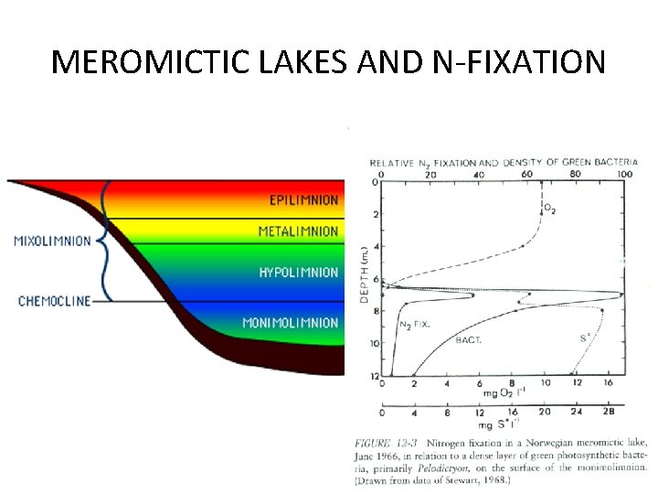 MEROMICTIC LAKES AND N-FIXATION 