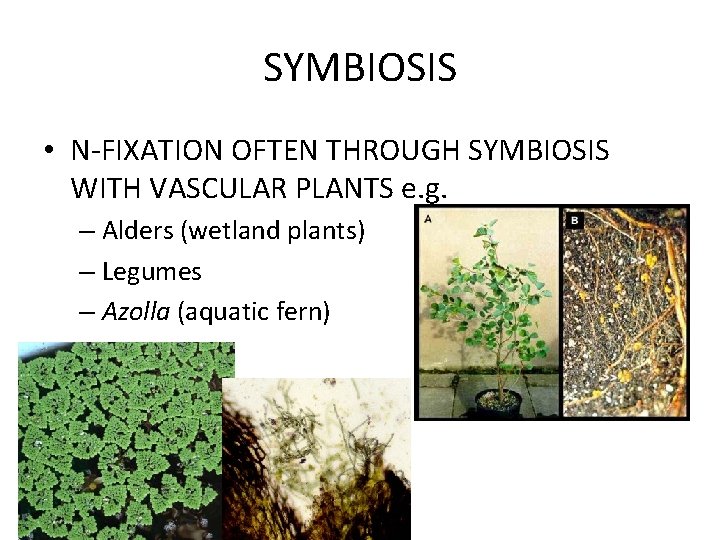 SYMBIOSIS • N-FIXATION OFTEN THROUGH SYMBIOSIS WITH VASCULAR PLANTS e. g. – Alders (wetland