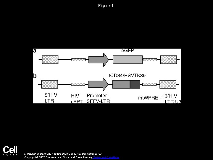 Figure 1 Molecular Therapy 2007 15355 -360 DOI: (10. 1038/sj. mt. 6300042) Copyright ©