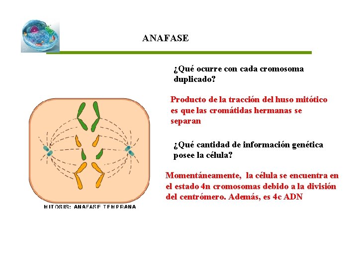 ANAFASE ¿Qué ocurre con cada cromosoma duplicado? Producto de la tracción del huso mitótico