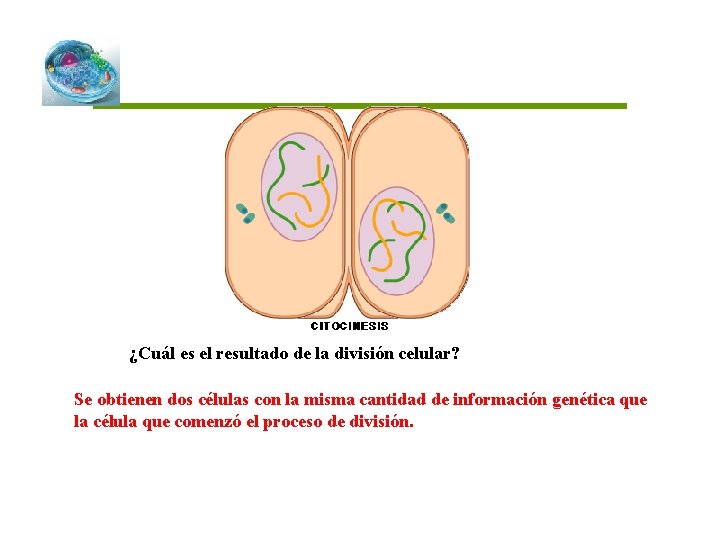 ¿Cuál es el resultado de la división celular? Se obtienen dos células con la