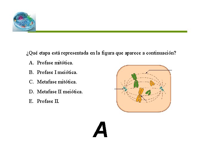 ¿Qué etapa está representada en la figura que aparece a continuación? A. Profase mitótica.