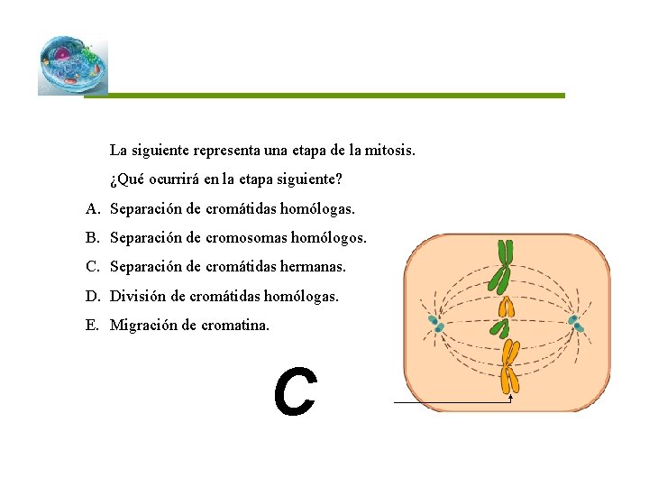 La siguiente representa una etapa de la mitosis. ¿Qué ocurrirá en la etapa siguiente?