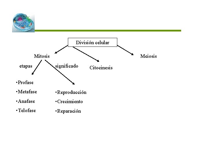 División celular Mitosis etapas Meiosis significado • Profase • Metafase • Reproducción • Anafase