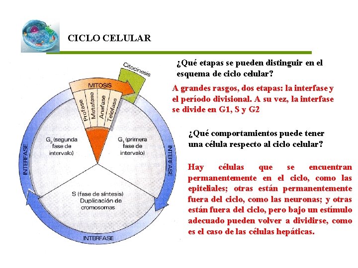 CICLO CELULAR ¿Qué etapas se pueden distinguir en el esquema de ciclo celular? A