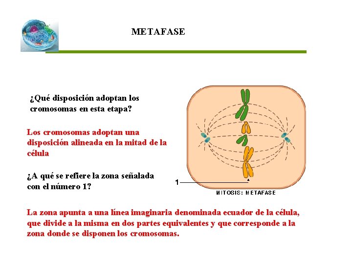 METAFASE ¿Qué disposición adoptan los cromosomas en esta etapa? Los cromosomas adoptan una disposición