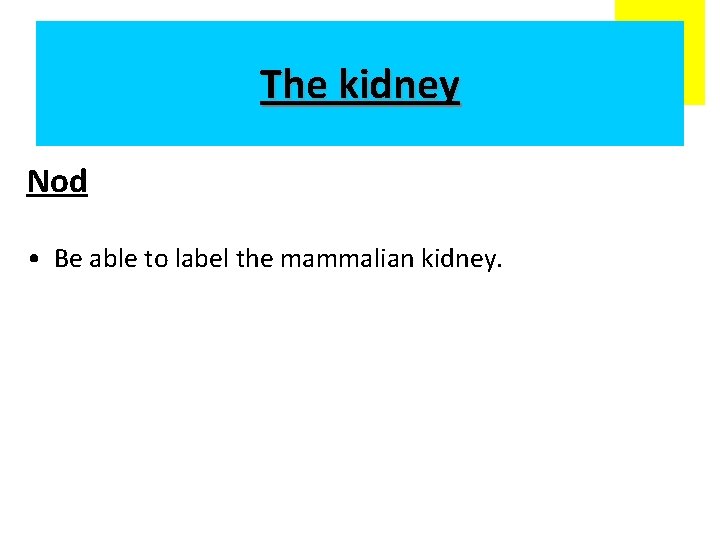 The kidney Nod • Understand deamination. • Be able to label the mammalian kidney.