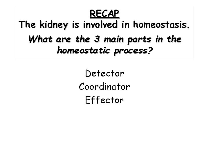 RECAP The kidney is involved in homeostasis. What are the 3 main parts in