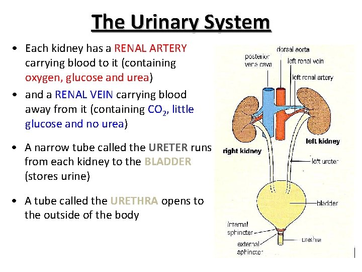 The Urinary System • Each kidney has a RENAL ARTERY carrying blood to it