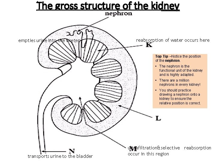 The gross structure of the kidney Booklet pg 108 empties urine into the ureter