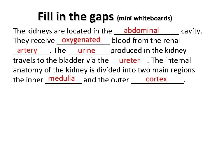 Fill in the gaps (mini whiteboards) abdominal The kidneys are located in the ________