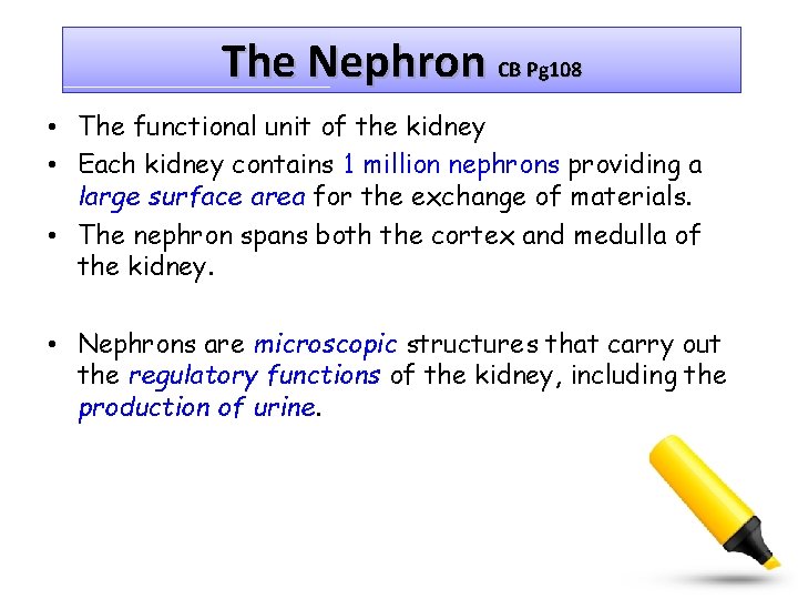 The Nephron CB Pg 108 • The functional unit of the kidney • Each