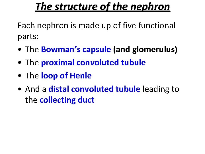 The structure of the nephron Each nephron is made up of five functional parts: