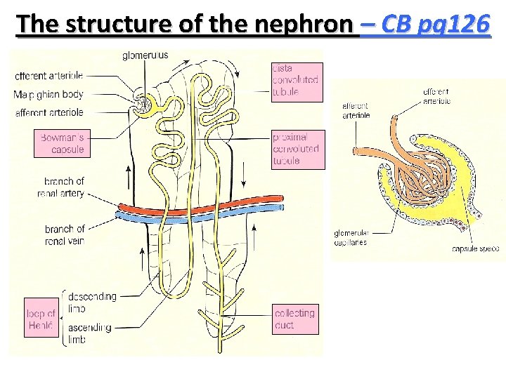 The structure of the nephron – CB pg 126 